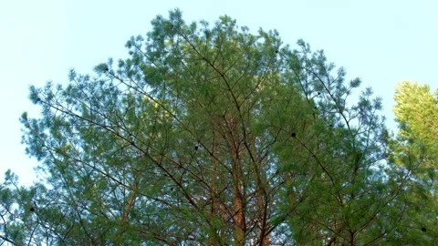 Top of huge green pine tree at light blue sky background. Stock Footage 136424050