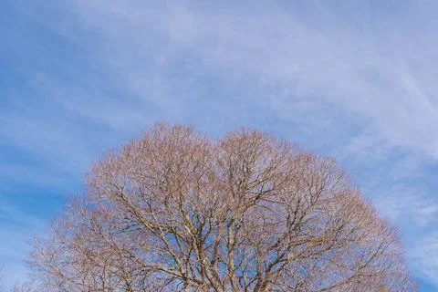 Top of a huge tree Stock Photos