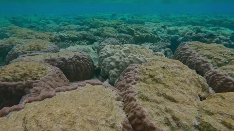 Top of inner reef on shallow water with multiple tooth marks from coral-eating Stock Footage 322190840