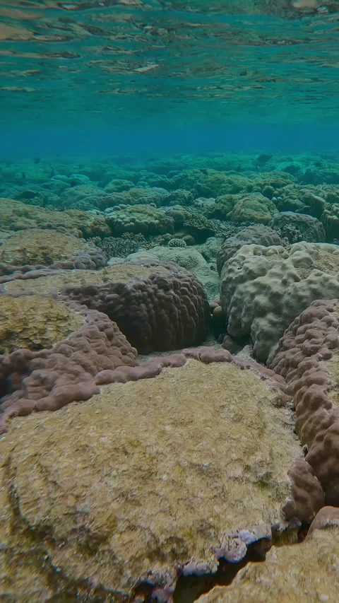 Top of inner reef on shallow water with multiple tooth marks from coral-eating Vídeo Stock 345679055