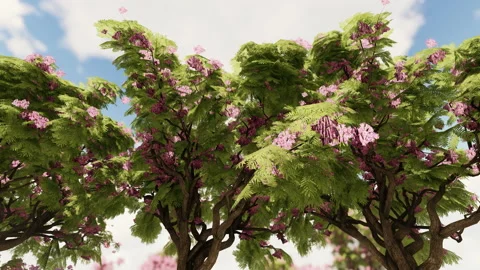 Top of the jacaranda bloomed trees against the blue sky, 4K Stock Footage 201148678