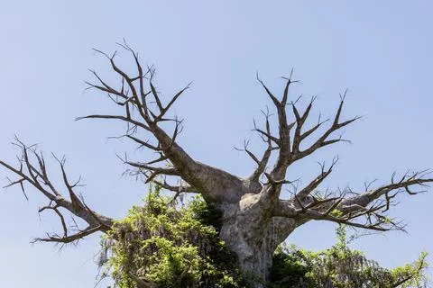 The top of a large dry leafless tree overgrown with flowering acacia against the Stock Photos