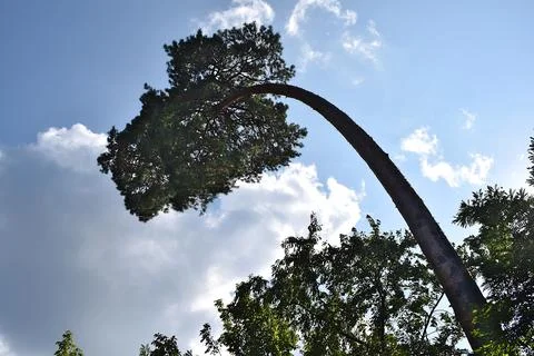 The top of the large pine tree bent into an arc. Stock Photos