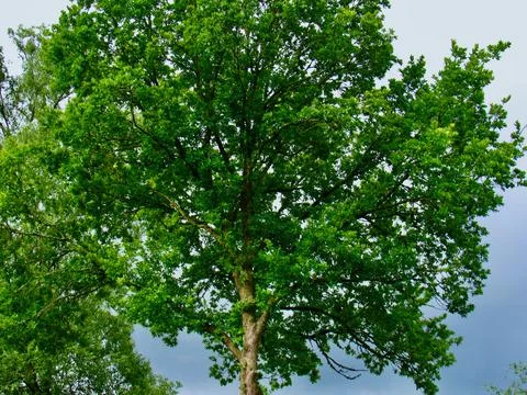The Top Of A Large Tree Stock Photos
