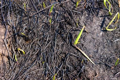 Top layer of soil charred from burning grass preserved rare plants with power Stock Photos