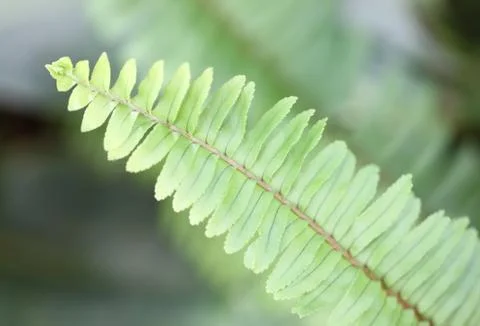 Top of leaf fern. Stock Photos