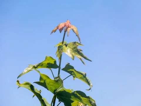 Top leaves of a maple tree in spring Foto stock