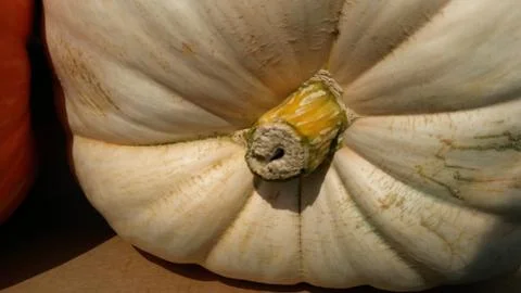 Top of Light Colored Pumpkin Stock Photos