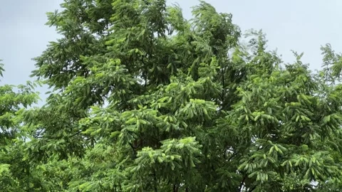 Top of locust tree against sky during rainfall in park Stock Footage 339793988