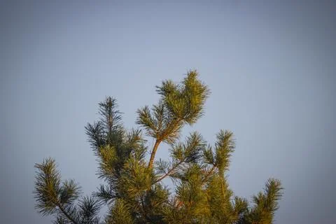 Top of a lonely pine tree in the forest Stock Photos