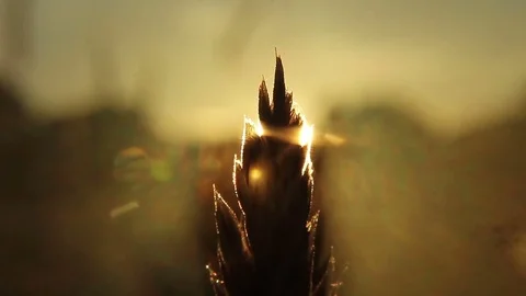 Top of long summer grass in meadow Stock Footage 72558145