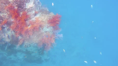 Top look down view of pink and brown sea fan growing on the rock boulders with s Stock Footage 263017258