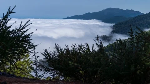 Top loopable view of sea of clouds over the pine tree forest Stock Footage 222050622