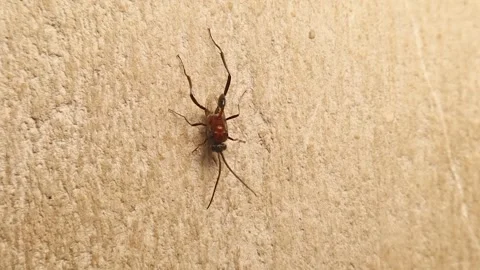 Top Macro View of Ensign Wasp, Parasitic Wasp, Evania caspia Species Stock Footage 312104660