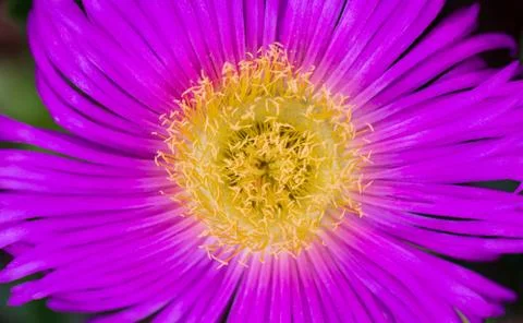 Top macro view of open pink flower Foto stock