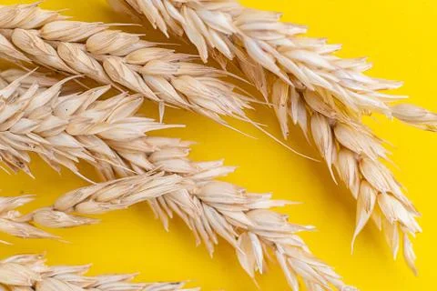 Top macro view of wheat ears on a yellow surfaces Stock Photos