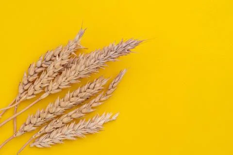 Top macro view of wheat ears on a yellow surfaces Stock Photos