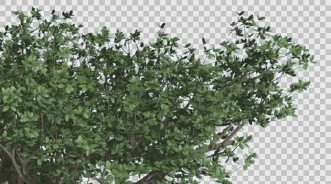 Top of Madagascan Baobab Large Tree Cut of Chroma Key Tree on Alfa Channel Stock Footage 56476184