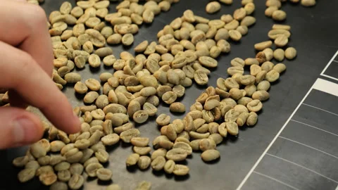 Top manager goes through handful of coffee beans from arrived batch Stock Footage 317090353
