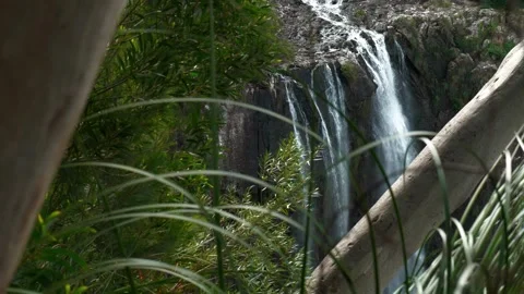 Top of Minyon Falls Through Trees Stock Footage 286298685