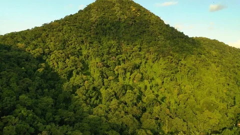 Top of mountain in atlantic forest sunny Stock Footage 127593831