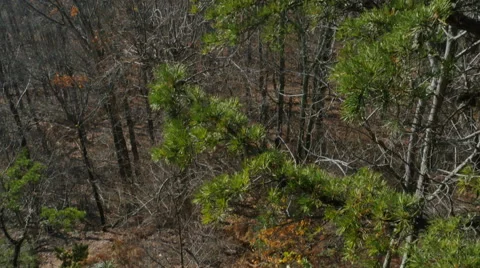 Top of Mountain Looking Over Valley with Pine Tree During Autumn, 4K Stock Footage 56931356
