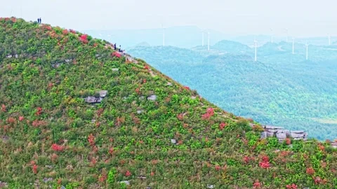 On the top of the mountain, the red azalea lines the windmill. Stock Footage 311732765