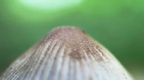 Top of Mushroom Stock Footage 36689805