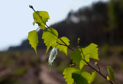 Top of a new birch in the backlight Stock Photos