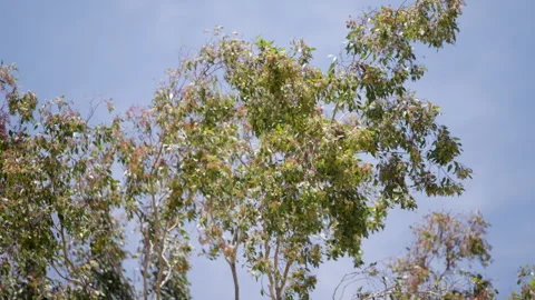 Top of oak tree Stock Footage 320727420