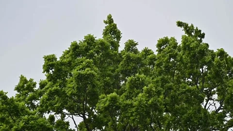 The top of an oak tree sways in the wind against the gray sky. Stock Footage 131517907