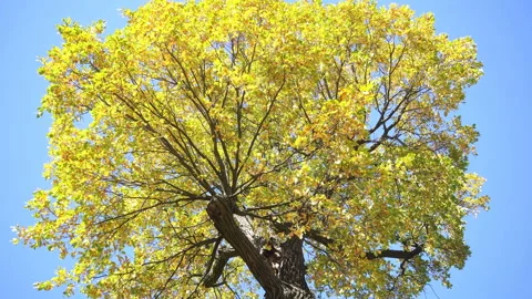 The top of an old oak tree with yellowed leaves. Video stock 218735887
