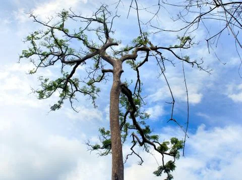 The top of old tree kamagon. diospyros blancoi. Stock Photos