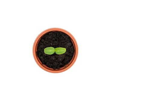Top or side view of a young plant in a pot on a white background. cucumber se Stock Photos