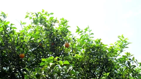 Top of orange with ripe orange fruit on white background. Video stock 118975434