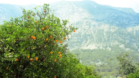Top of orange tree with ripe oranges on mountain background Stock Footage 118976304