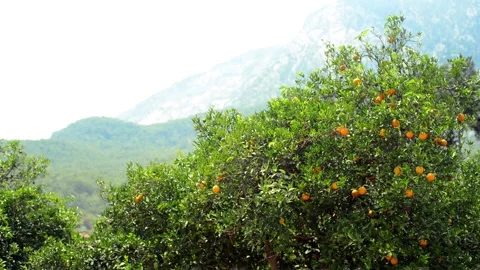 Top of orange tree with ripe oranges on mountain background Stock-Footage 118976416