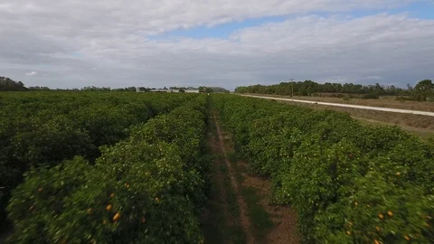 On top of orange trees Video stock 100616358