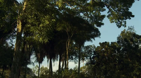 The top os the trees Stock Footage 29657124