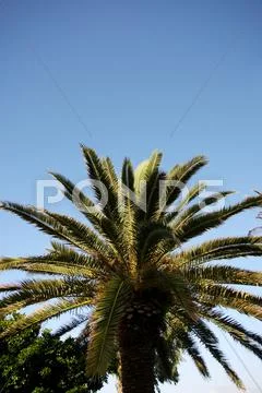 Top of Palm Stock Photos