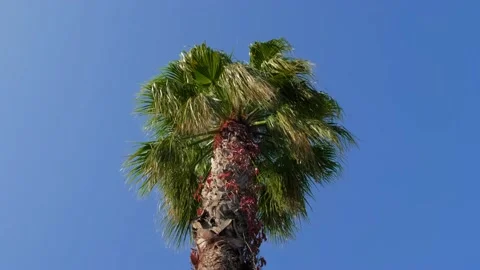The top of a palm tree against the sky Stock Footage 226931791