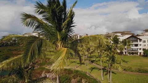 The top of the palm tree on the background of beautiful stunning resort montage  Stock Footage 100519849