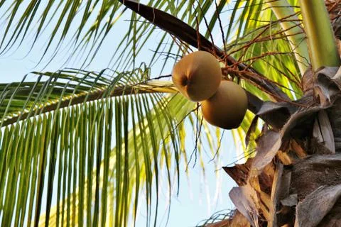 Top of palm tree with coconuts Stock Photos