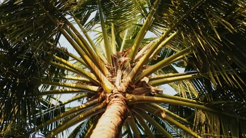 The top of the palm tree during the day Stock Footage 244035993