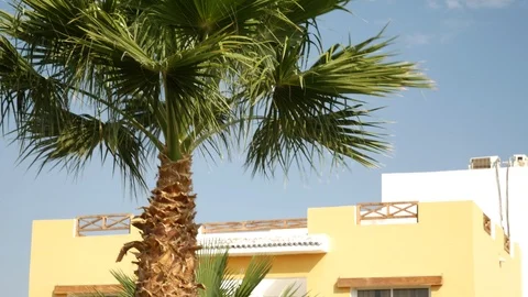 Top of palm tree Stock Footage 125902450