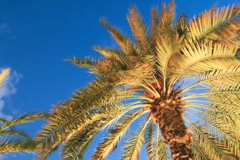 The top of a palm tree lighting Stock Photos