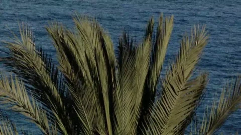 The top of a palm tree with the sea in the back Video stock 69175752