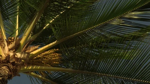 Top of Palm Tree Sways Stock Footage 104925958