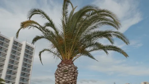 Top of a palm tree on a windy day Stock Footage 106499508