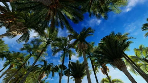 Top of palm trees with clouds running over Stock Footage 149597681